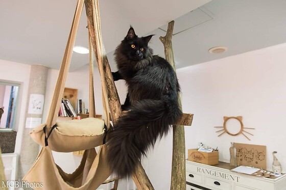 Ronron et gourmandises - photo 2