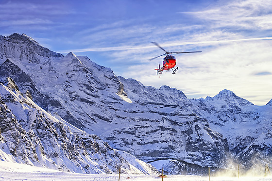 Les Volatiles - photo 4