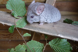 Parc animalier d'Ecouves