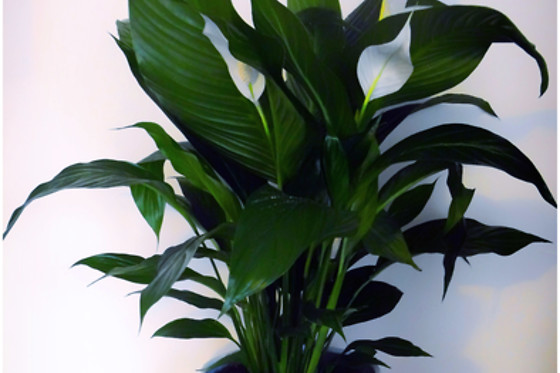 Ben Chi - photo 6