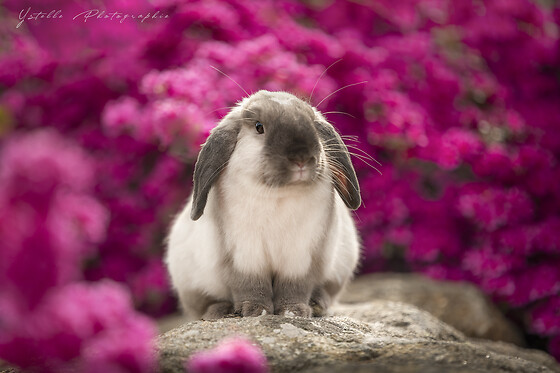 ystelle photographie - photo 8