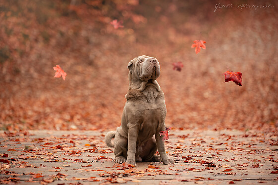 ystelle photographie - photo 4