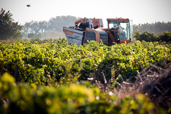 BODEGAS GRUPO RUBERTE - photo 1
