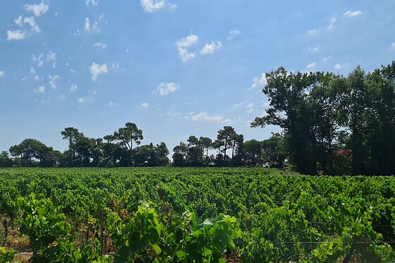 Château Enclos Haut Mazeyres - photo 3