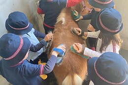 QUINTINHA PEDAGÓGICA DE CANELAS | CENTRO EQUESTRE COUTO PEREIRA