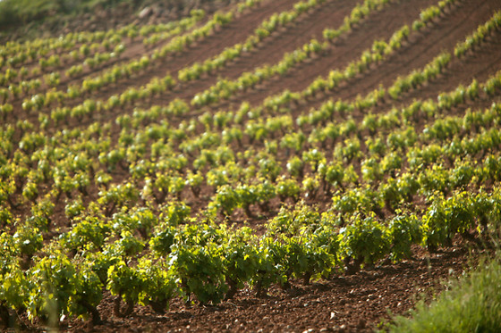 BODEGAS VINÍCOLA REAL - photo 1