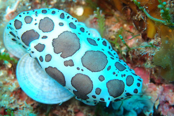 SCUBA ELX - photo 0