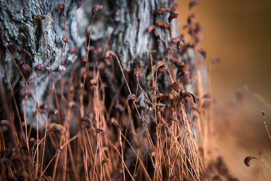 Nosco - photo 8