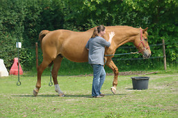 Equicoaching International