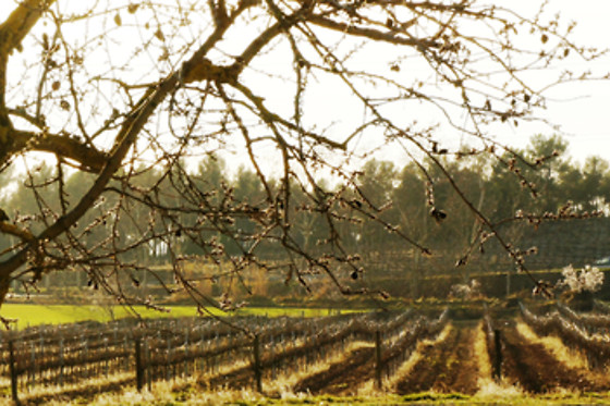 BODEGA BOHIGAS - photo 3