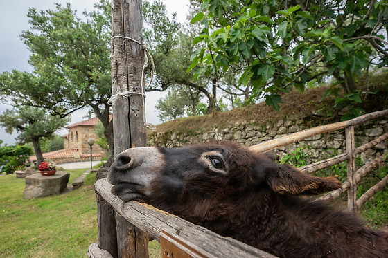 Country House Villa Nigro - photo 11