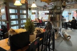 The Coffee Cat