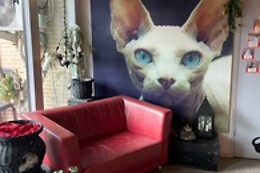 The Coffee Cat