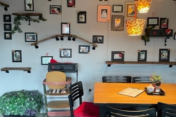The Coffee Cat - photo 5