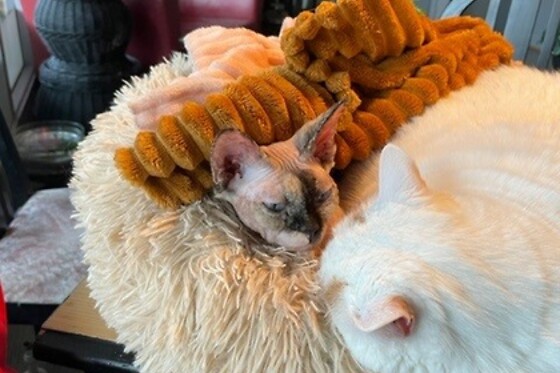 The Coffee Cat - photo 6