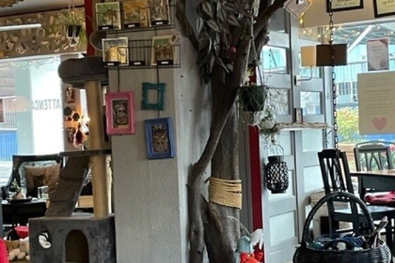 The Coffee Cat - photo 3