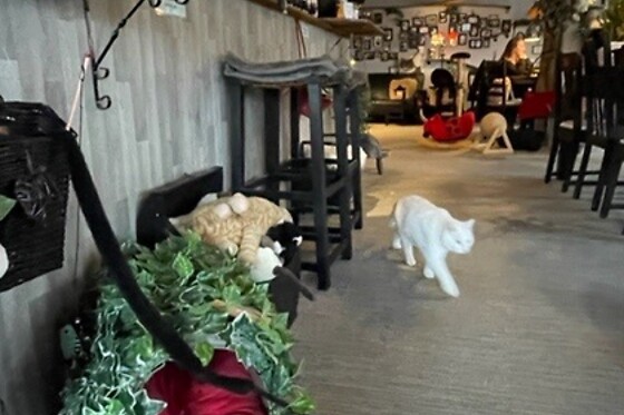 The Coffee Cat - photo 7