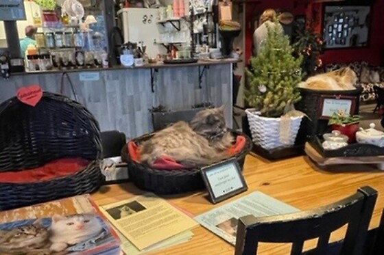 The Coffee Cat - photo 0