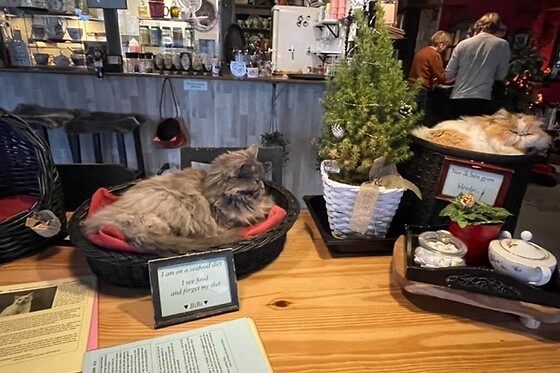 The Coffee Cat - photo 9